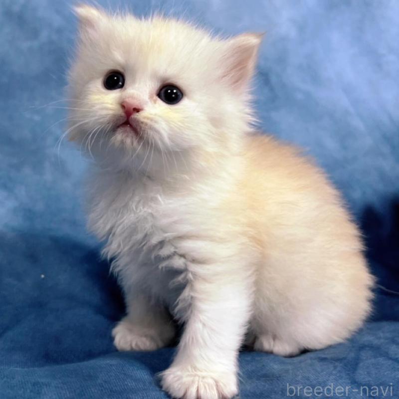 販売中の千葉県のサイベリアン-133917の7枚目