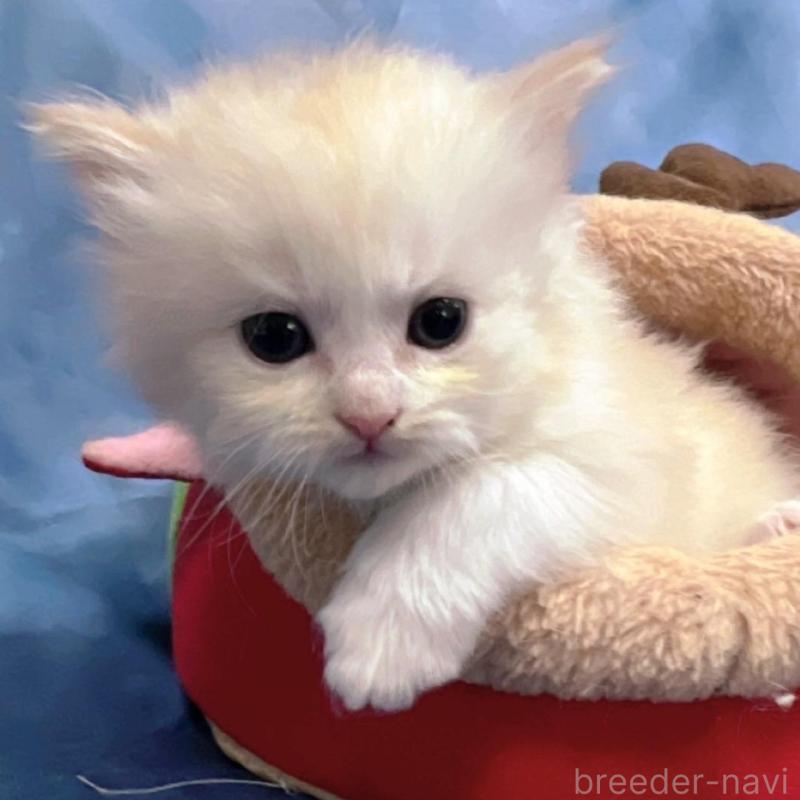 販売中の千葉県のサイベリアン-133917の6枚目