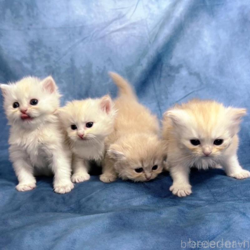 販売中の千葉県のサイベリアン-133917の3枚目