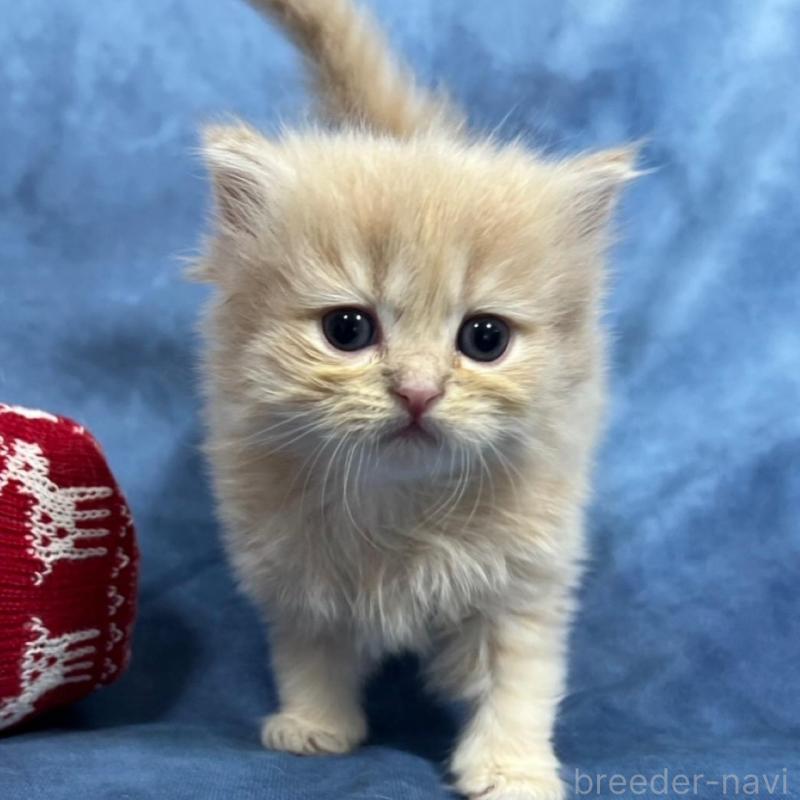 販売中の千葉県のサイベリアン-133918の14枚目