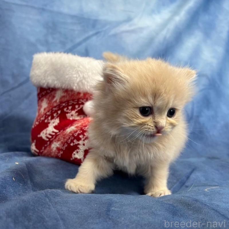 販売中の千葉県のサイベリアン-133918の13枚目