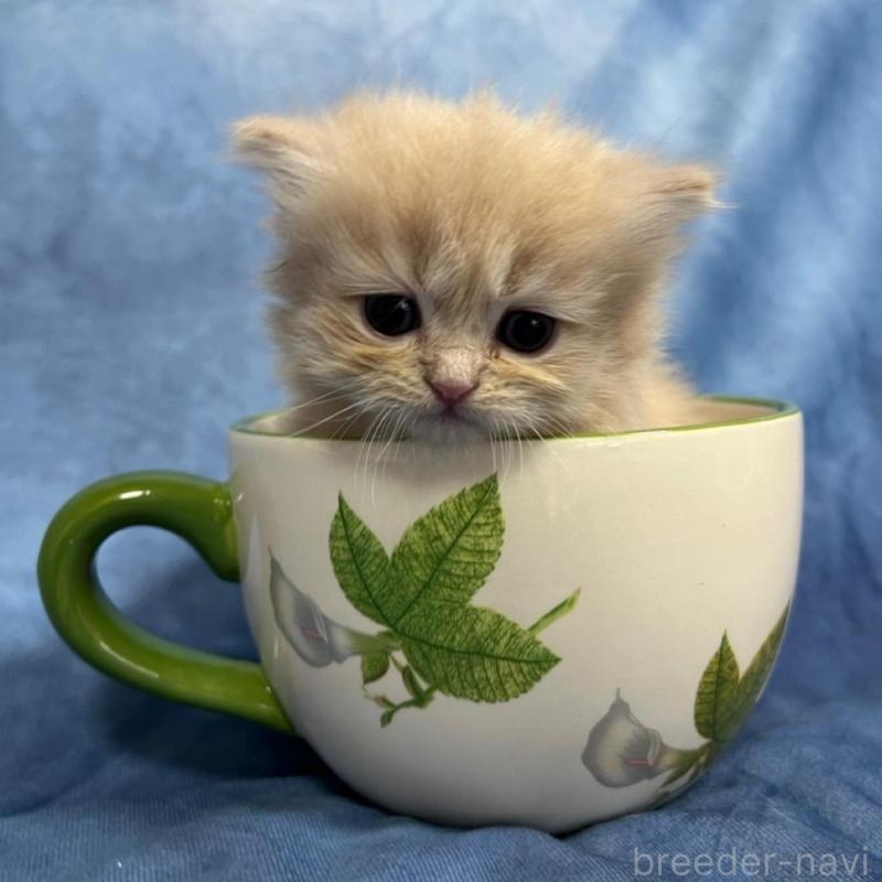 販売中の千葉県のサイベリアン-133918の12枚目