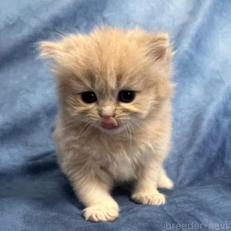 販売中の千葉県のサイベリアン-133918の11枚目