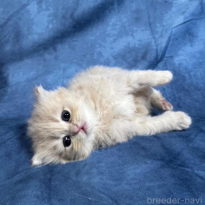 販売中の千葉県のサイベリアン-133918の10枚目