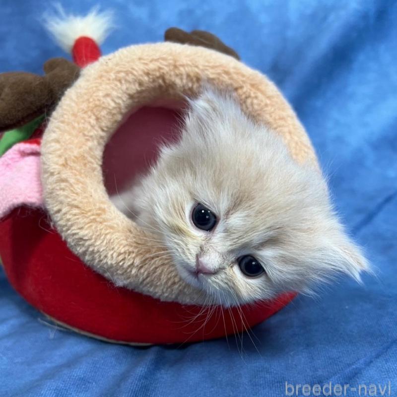 販売中の千葉県のサイベリアン-133918の9枚目