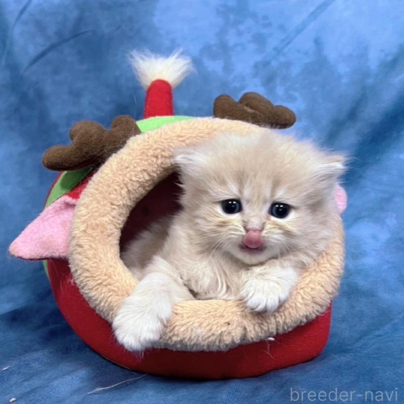 販売中の千葉県のサイベリアン-133918の8枚目