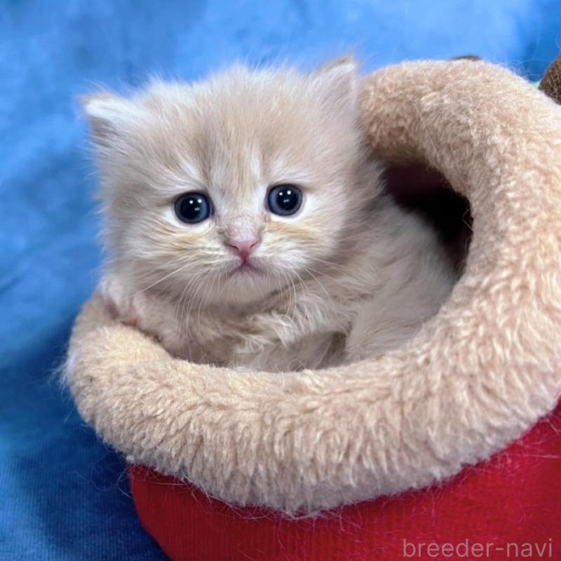 販売中の千葉県のサイベリアン-133918の7枚目