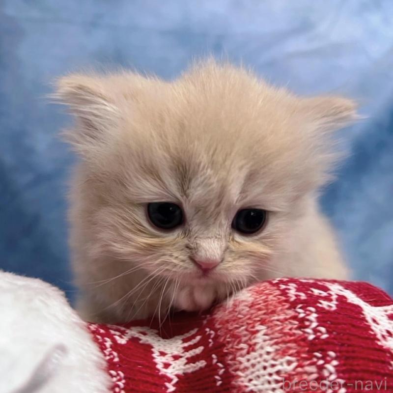 販売中の千葉県のサイベリアン-133918