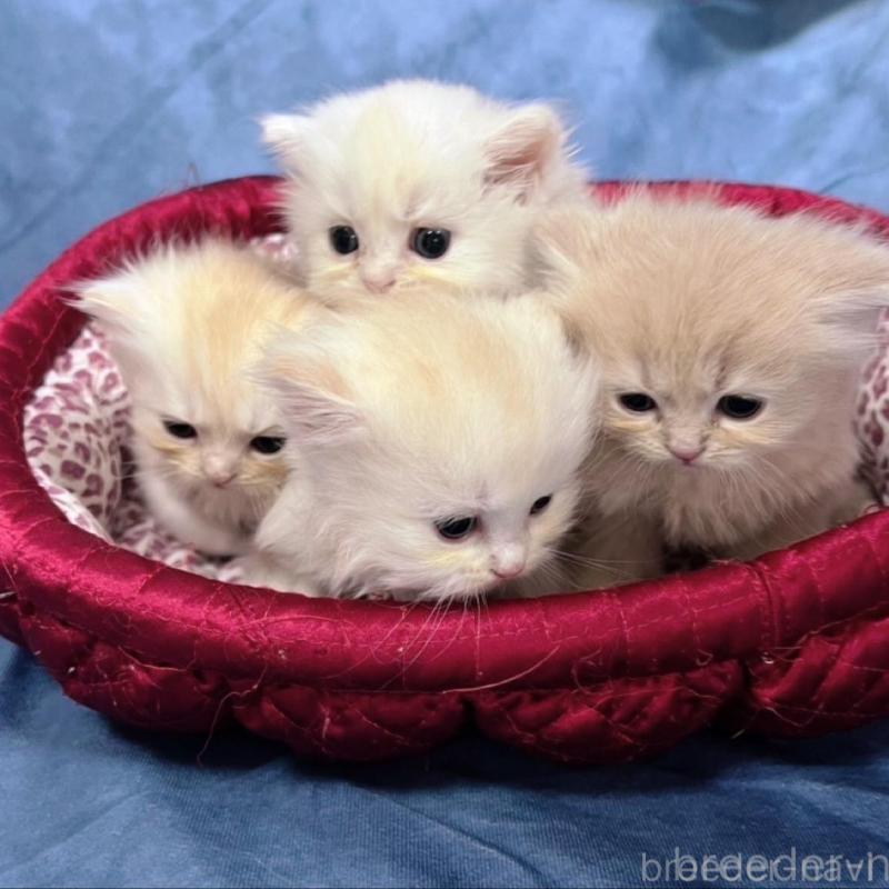 販売中の千葉県のサイベリアン-133918の4枚目