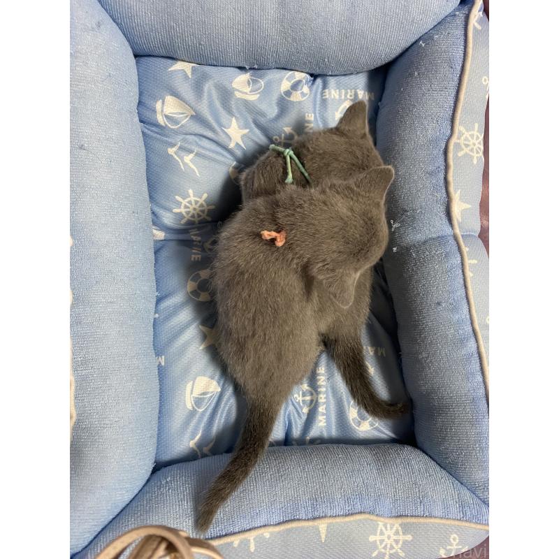 商談中の栃木県のロシアンブルー-133920の8枚目