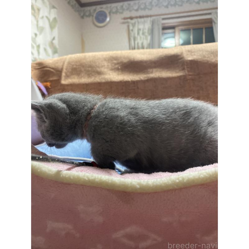 商談中の栃木県のロシアンブルー-133920の7枚目