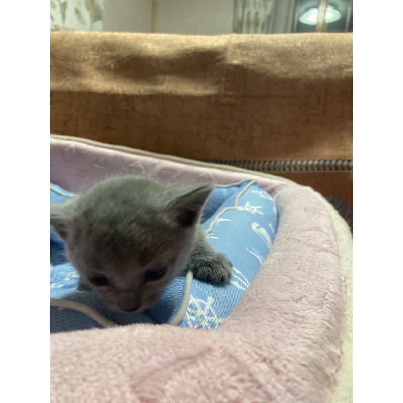 商談中の栃木県のロシアンブルー-133920の6枚目