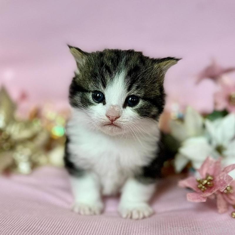 販売中の兵庫県のノルウェージャンフォレストキャット-133921の1枚目