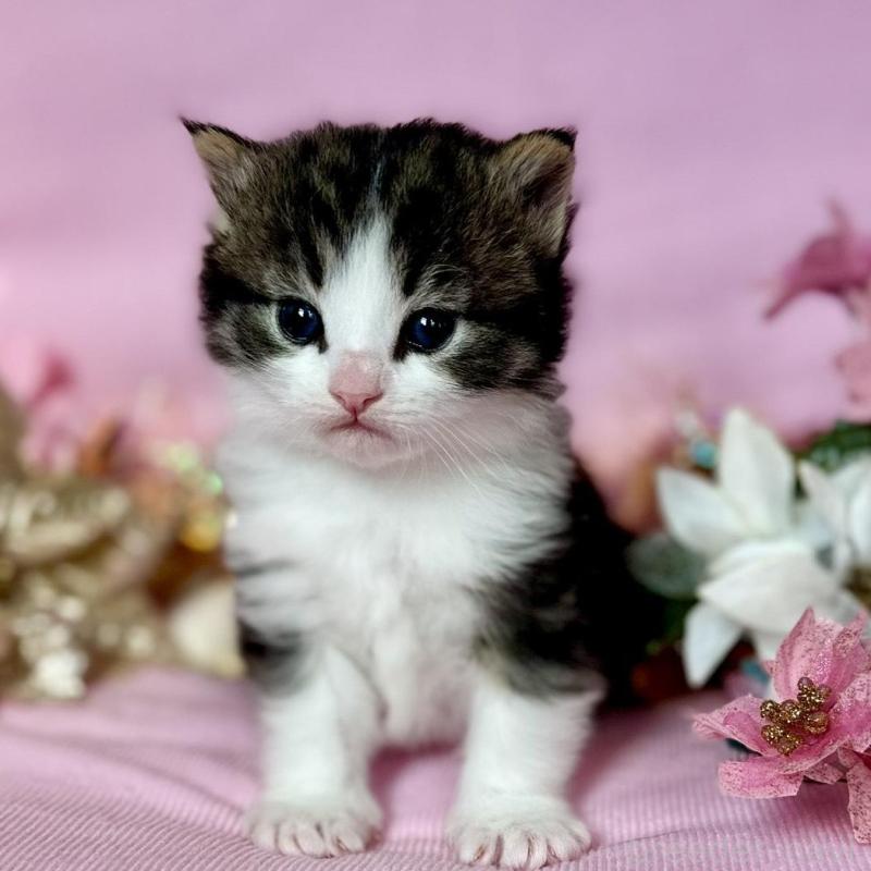 販売中の兵庫県のノルウェージャンフォレストキャット-133921の5枚目