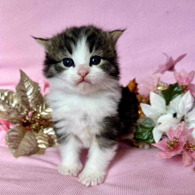 販売中の兵庫県のノルウェージャンフォレストキャット-133921の4枚目