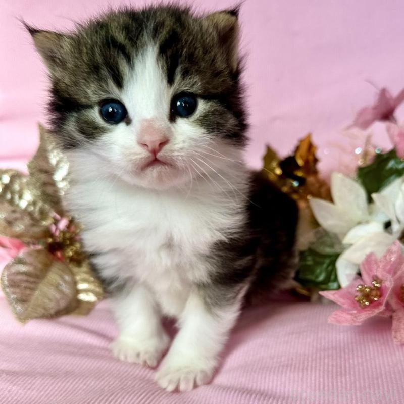 販売中の兵庫県のノルウェージャンフォレストキャット-133921の3枚目