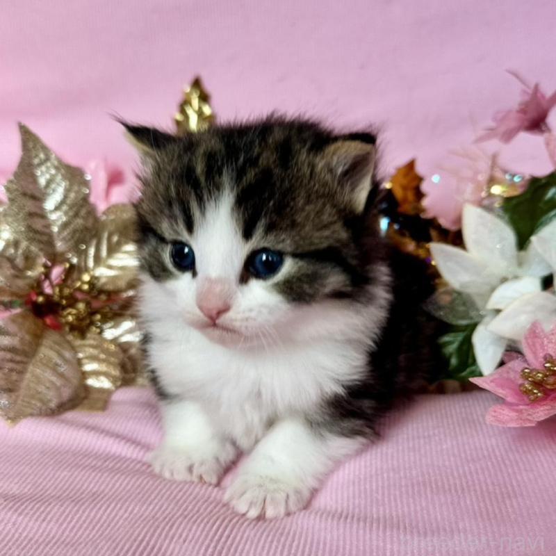 販売中の兵庫県のノルウェージャンフォレストキャット-133921の2枚目