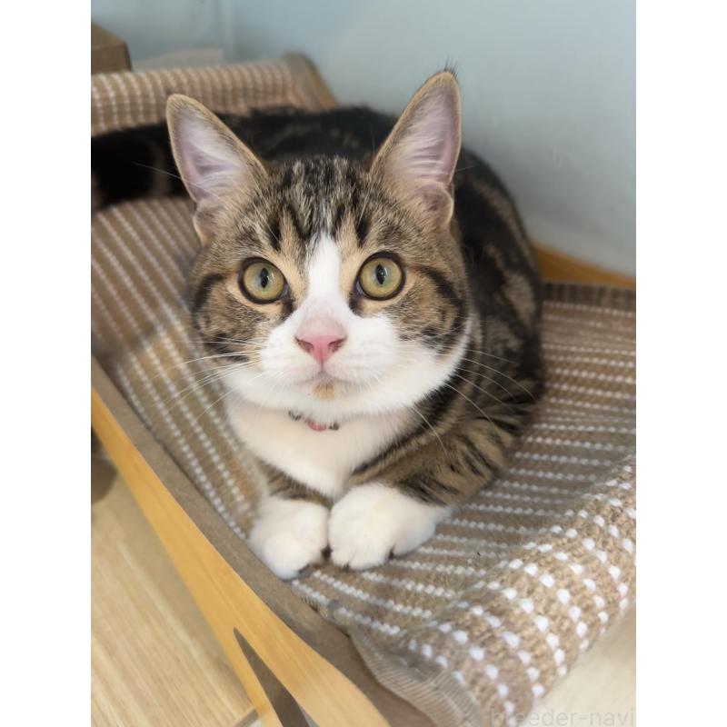 販売中の大阪府のアメリカンショートヘア-126370の4枚目