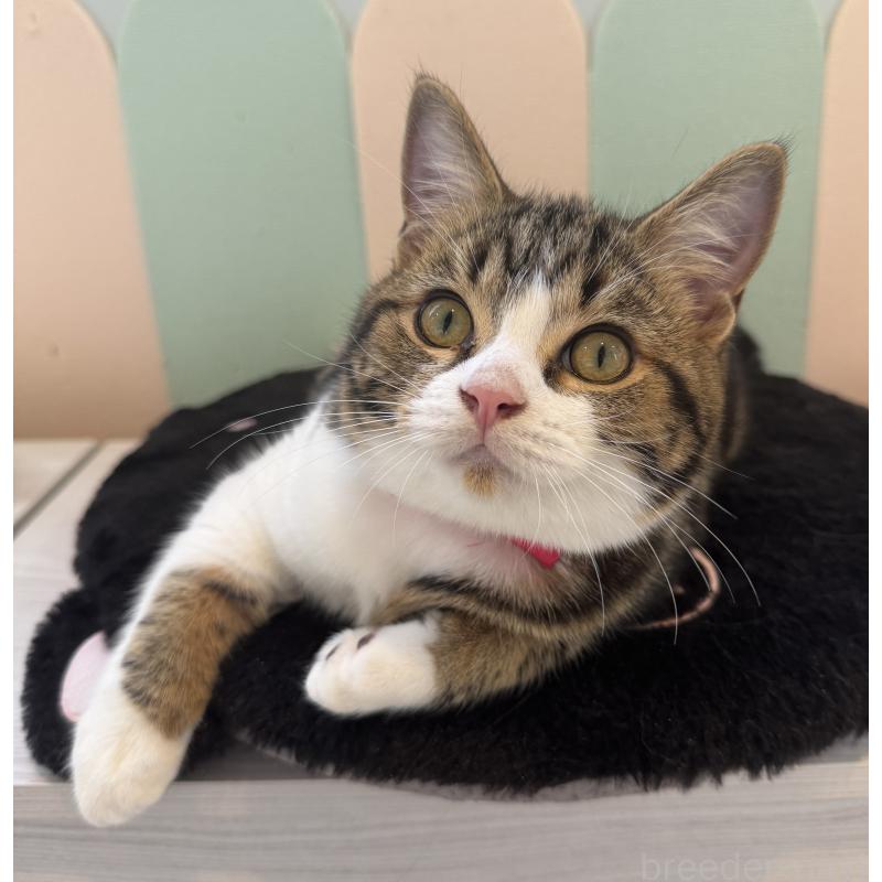 販売中の大阪府のアメリカンショートヘア-126370の3枚目