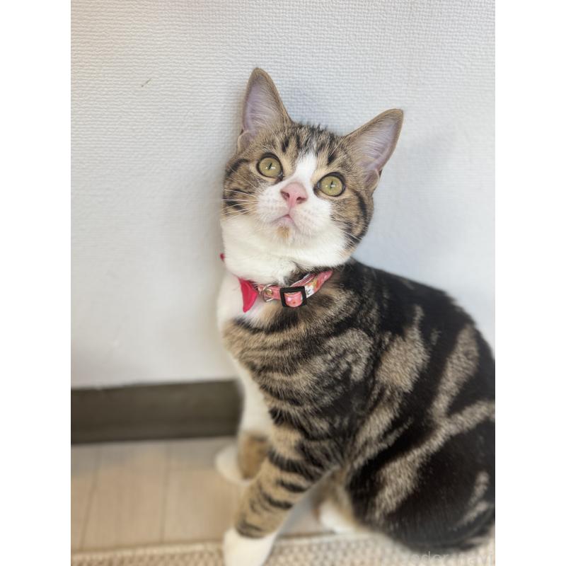 販売中の大阪府のアメリカンショートヘア-126370の2枚目