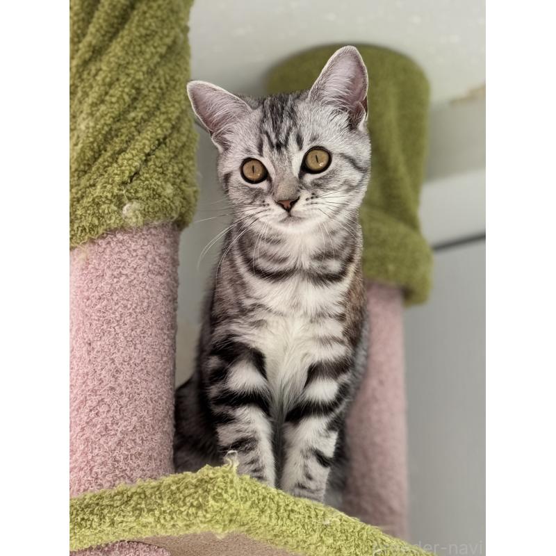 販売中の大阪府のアメリカンショートヘア-125300の8枚目