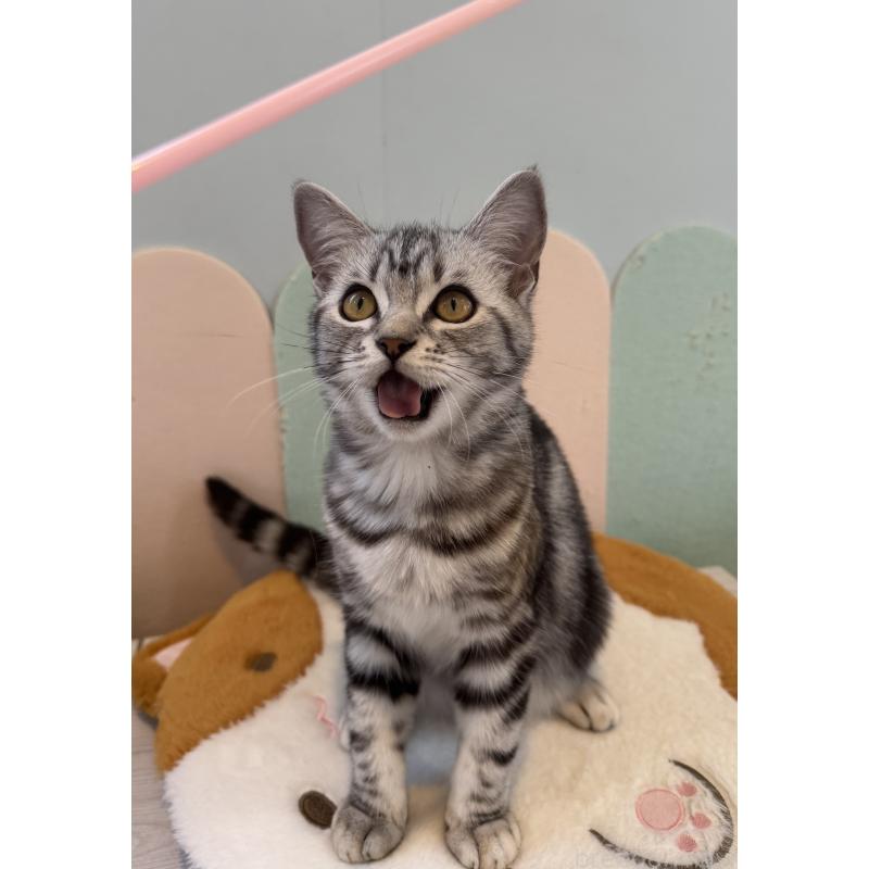 販売中の大阪府のアメリカンショートヘア-125300の7枚目