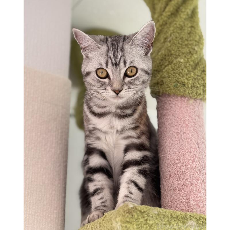 販売中の大阪府のアメリカンショートヘア-125300の6枚目