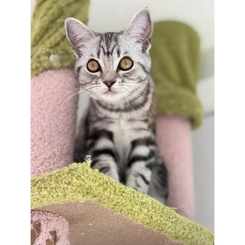 販売中の大阪府のアメリカンショートヘア-125300の5枚目