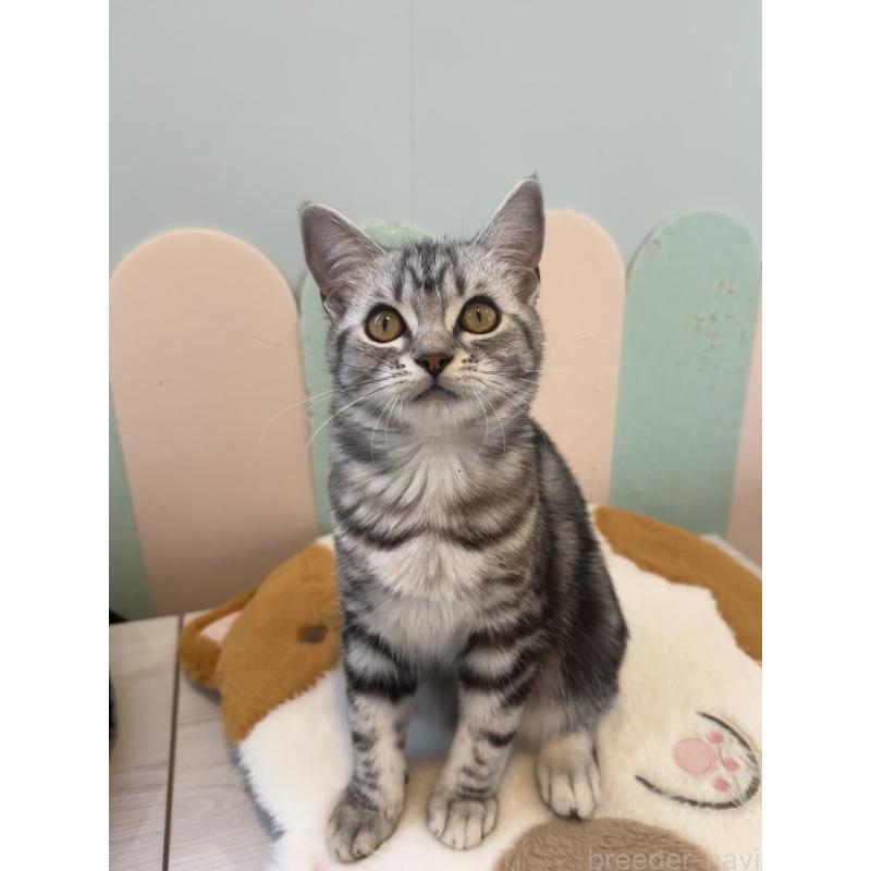 販売中の大阪府のアメリカンショートヘア-125300の3枚目