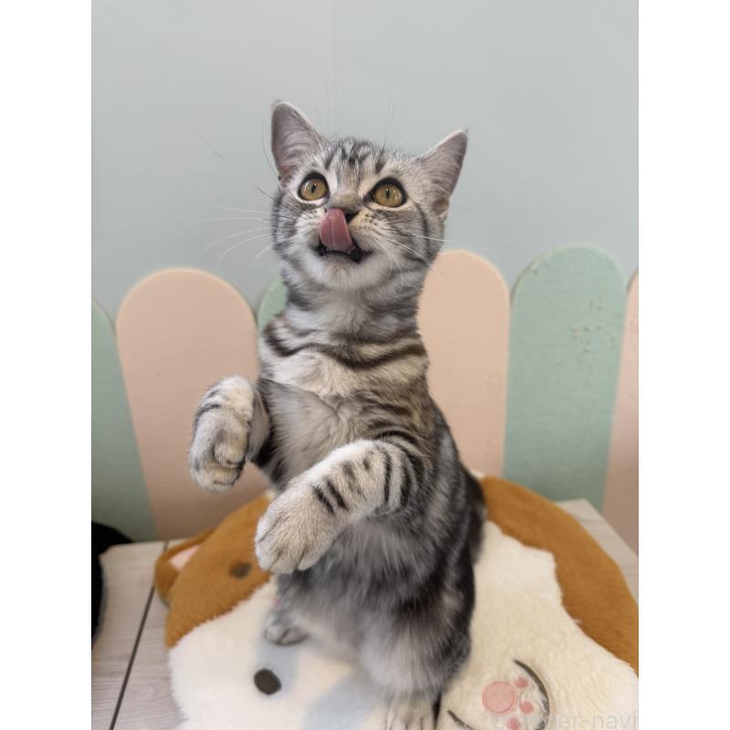 販売中の大阪府のアメリカンショートヘア-125300