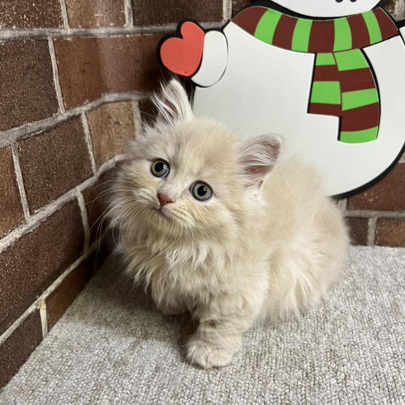 販売中の東京都のマンチカン(短足)-133922の15枚目