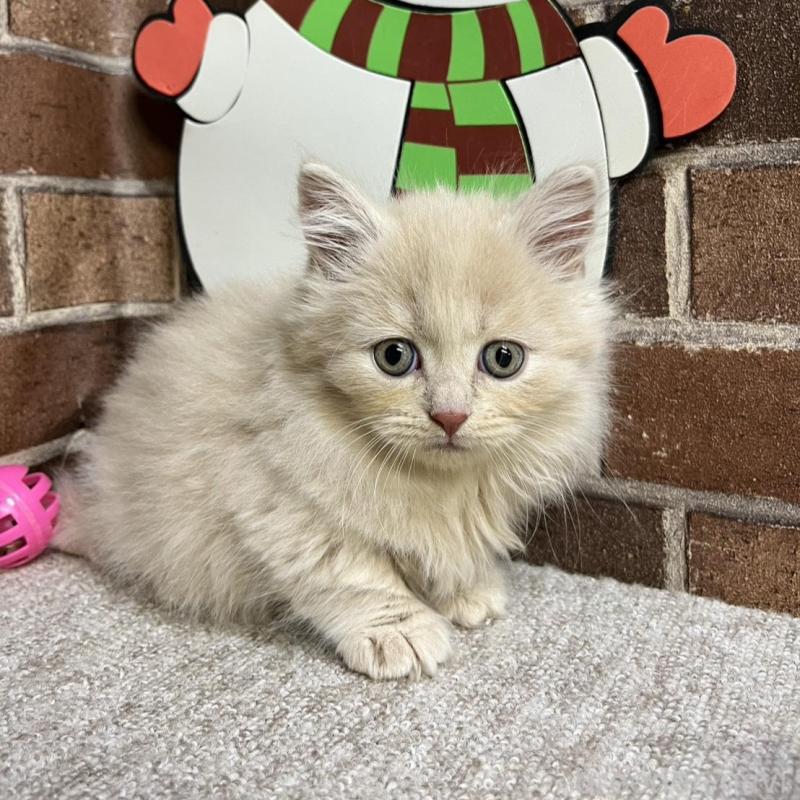 販売中の東京都のマンチカン(短足)-133922の14枚目