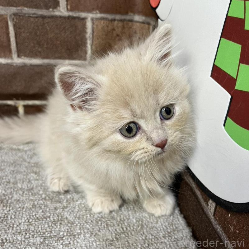 販売中の東京都のマンチカン(短足)-133922の13枚目