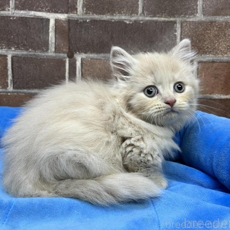 販売中の東京都のマンチカン(短足)-133922の12枚目