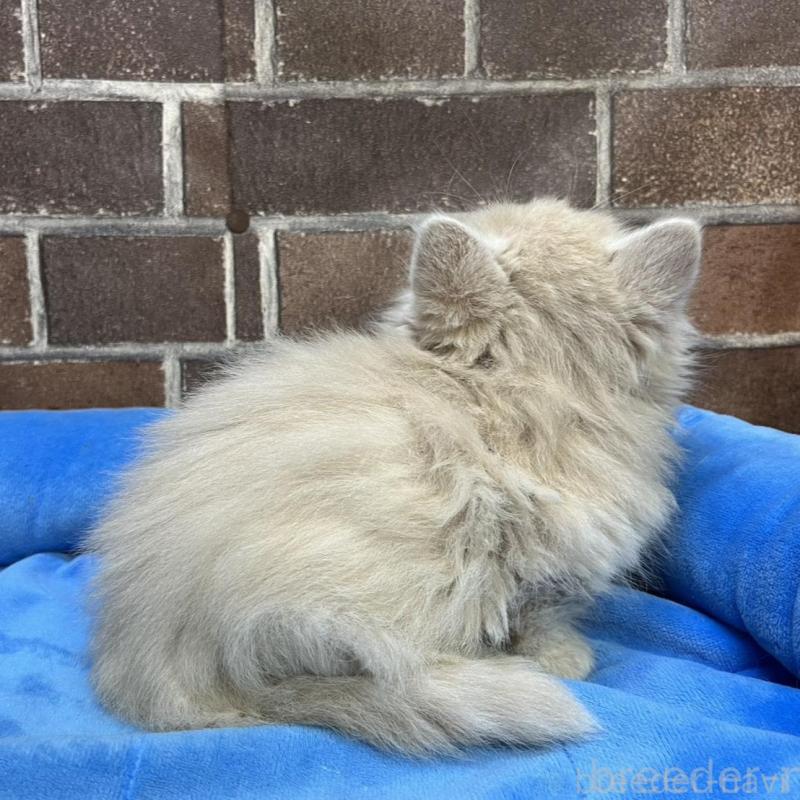 販売中の東京都のマンチカン(短足)-133922の11枚目