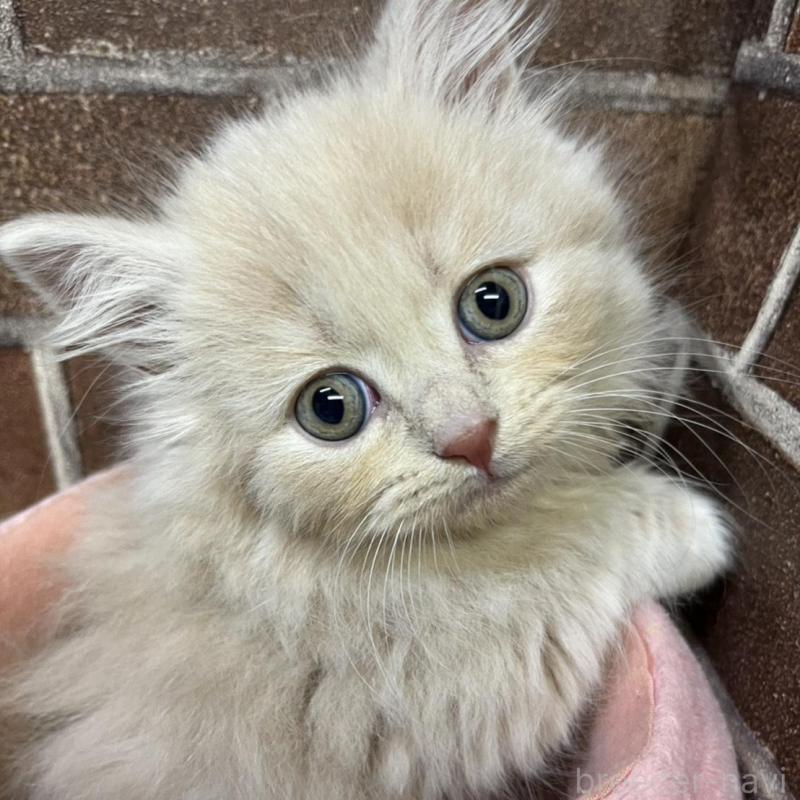 販売中の東京都のマンチカン(短足)-133922の1枚目