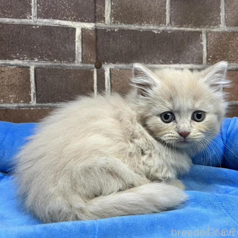 販売中の東京都のマンチカン(短足)-133922の10枚目