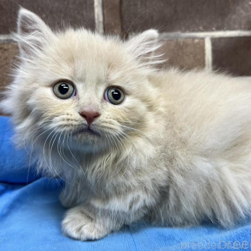 販売中の東京都のマンチカン(短足)-133922の9枚目