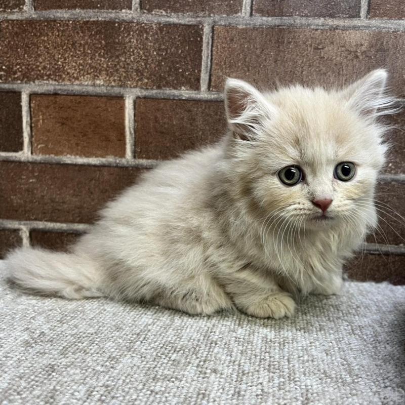 販売中の東京都のマンチカン(短足)-133922の8枚目