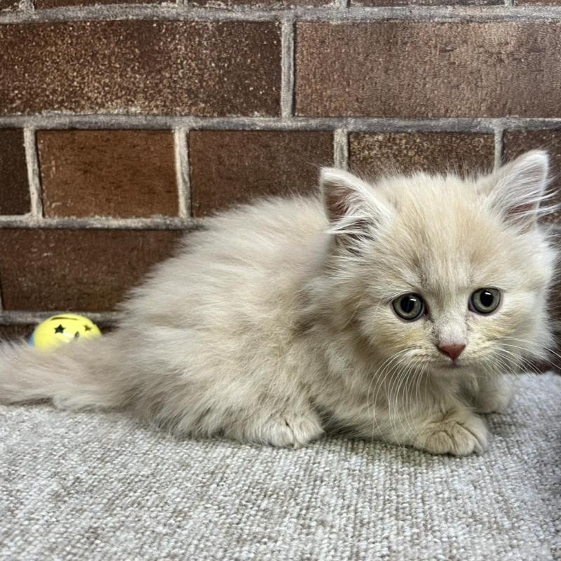 販売中の東京都のマンチカン(短足)-133922の7枚目