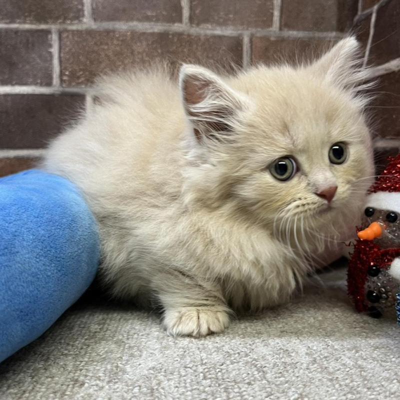 販売中の東京都のマンチカン(短足)-133922の5枚目