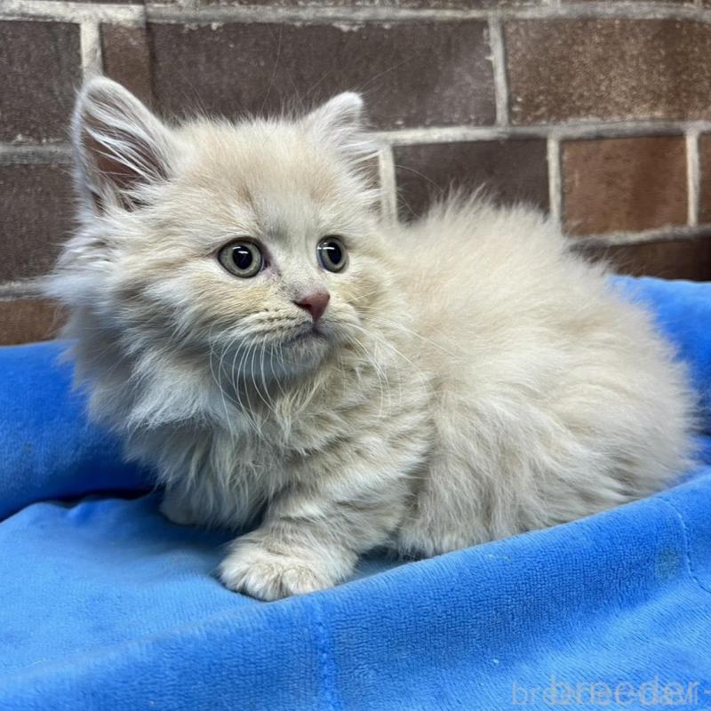 販売中の東京都のマンチカン(短足)-133922の4枚目