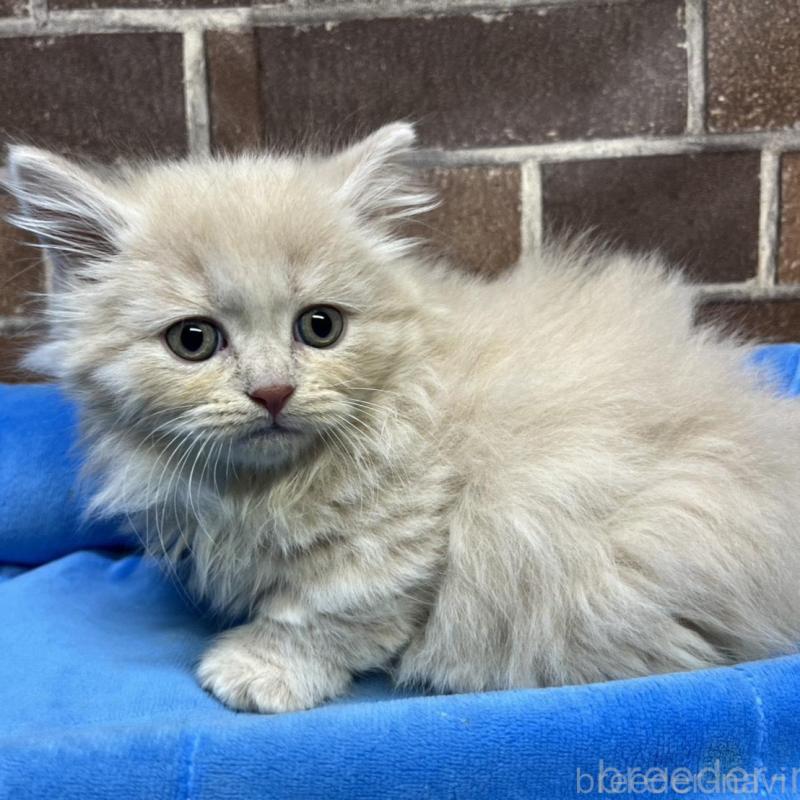 販売中の東京都のマンチカン(短足)-133922の3枚目