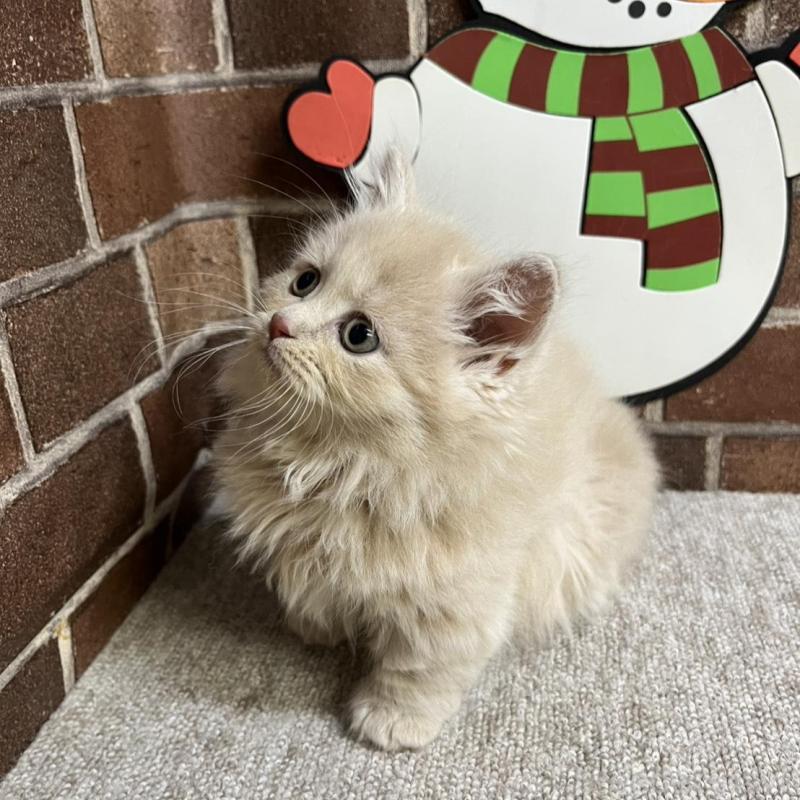 販売中の東京都のマンチカン(短足)-133922の2枚目