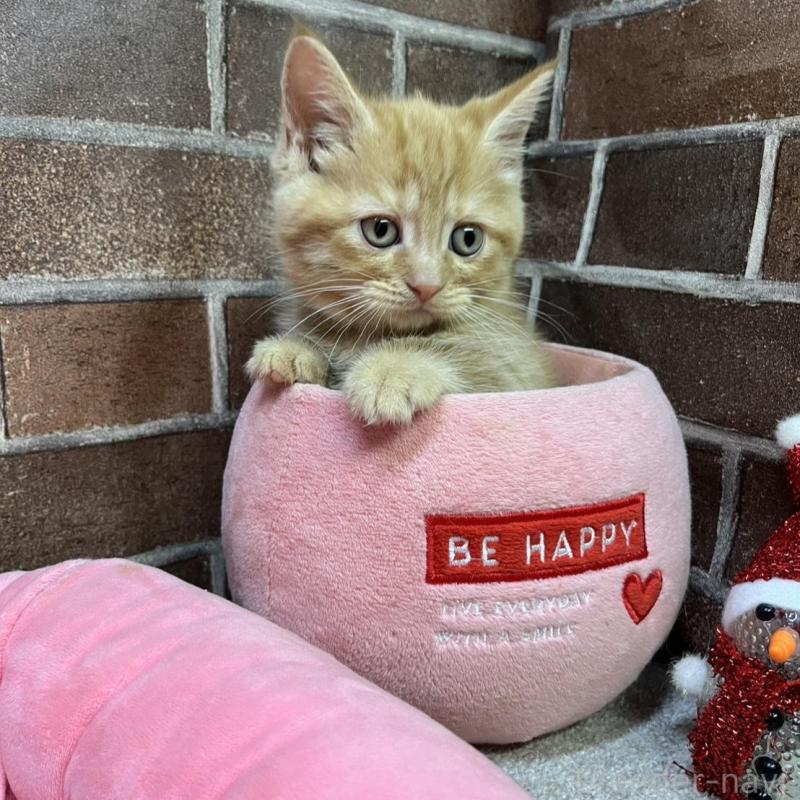 販売中の東京都のマンチカン-133923の10枚目