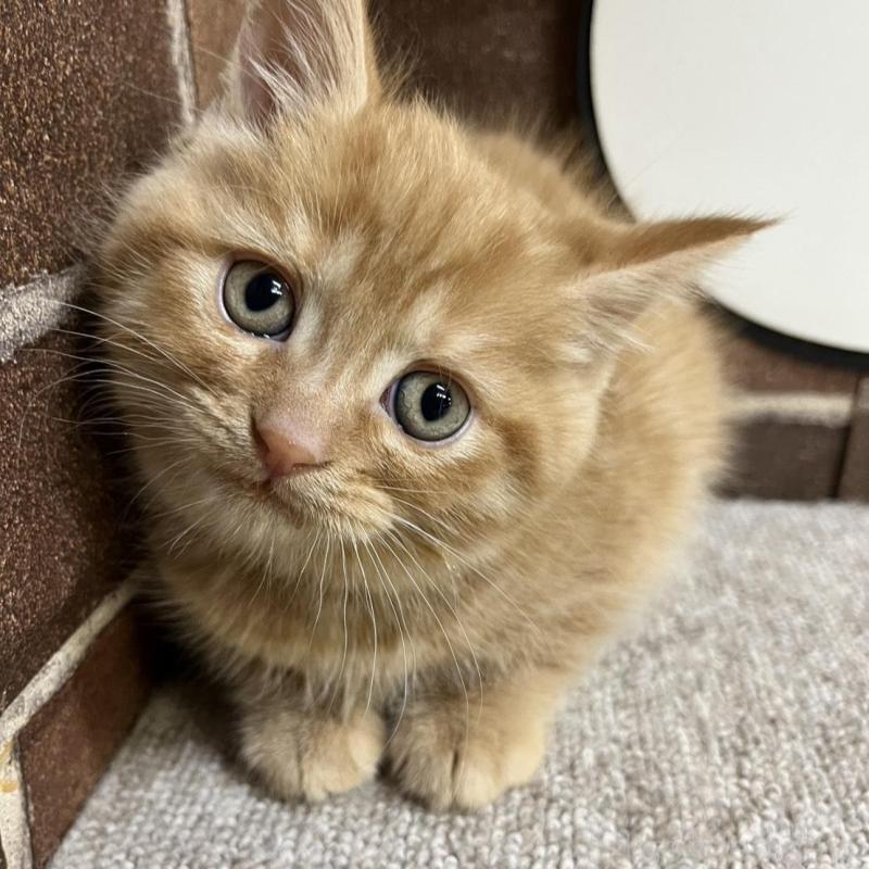 販売中の東京都のマンチカン-133923の8枚目