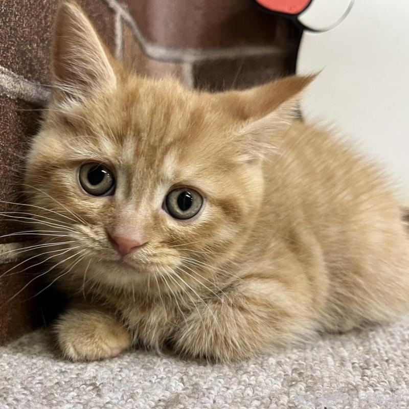 販売中の東京都のマンチカン-133923