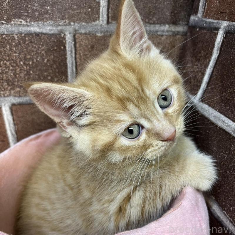 販売中の東京都のマンチカン-133923の7枚目