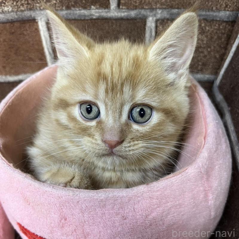 販売中の東京都のマンチカン-133923の6枚目