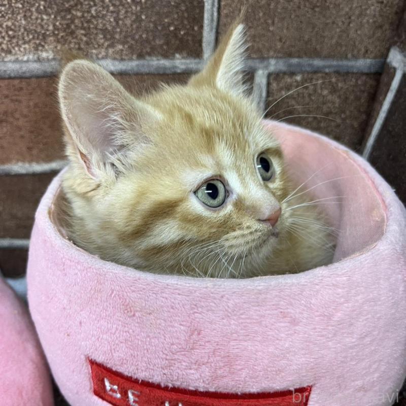 販売中の東京都のマンチカン-133923の4枚目